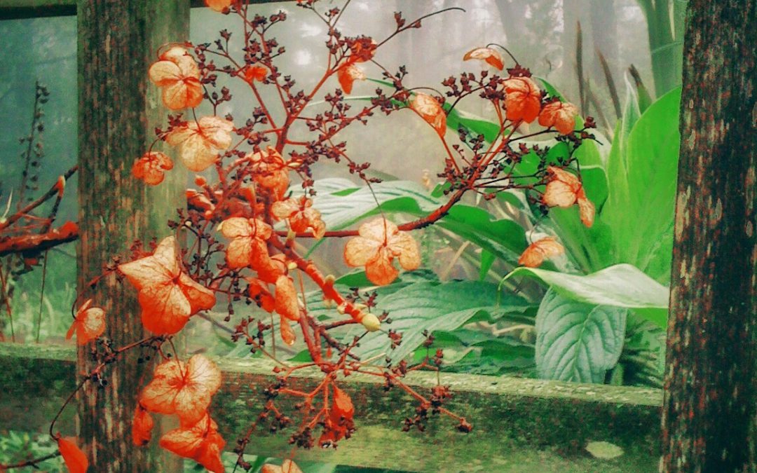 By the frog pond