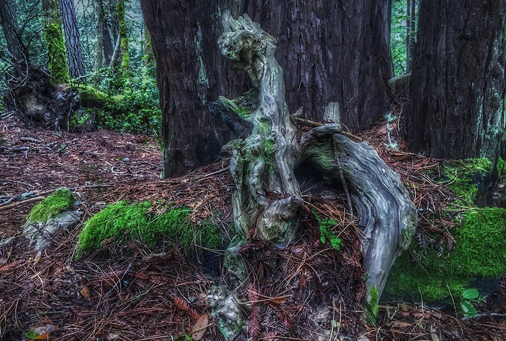 A journey in the woods while sitting silently