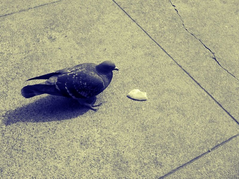 The Bird … And The Cracker