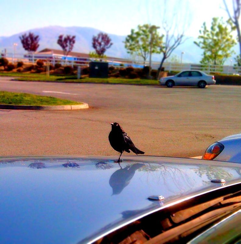 My little one-legged friend