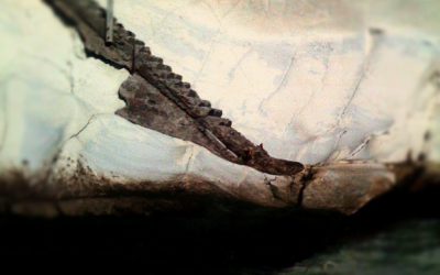 A Day At Pismo Beach