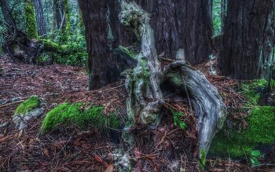 A journey in the woods while sitting silently