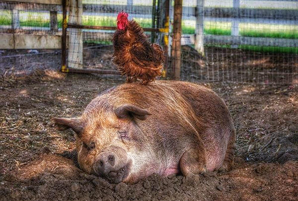 Run, Don’t Walk, To See “The Biggest Little Farm”