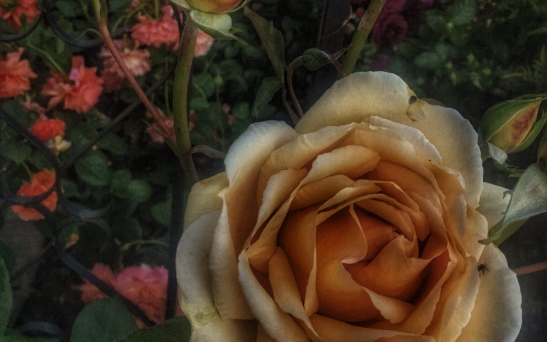 Women, Flowers, It’s All Venus