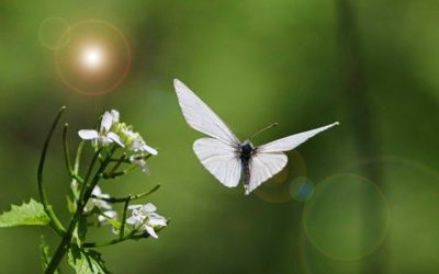 {podcast} The White Butterfly, Good News From Elsewhere