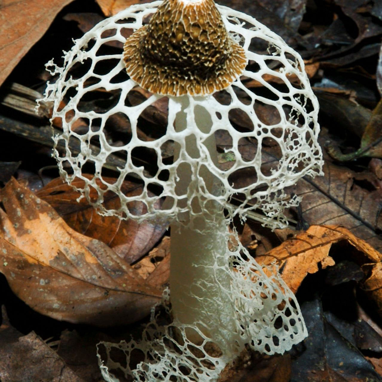 {podcast} Fantastic Fungi ~ Mushrooms Are Our Friends And Will Save The World