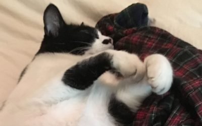 {podcast} Duet: Oreo the Kitty Snoring & Shakuhachi