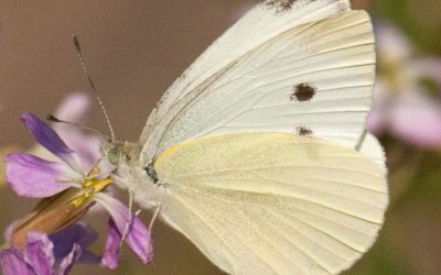 {podcast} The White Butterfly Returns