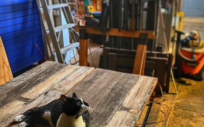 Monkey Blue On The Table