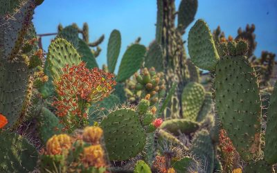 {gallery} Cacti In Berkeley