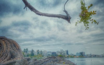 {gallery} The Tree Does Not Choose To Grow Series