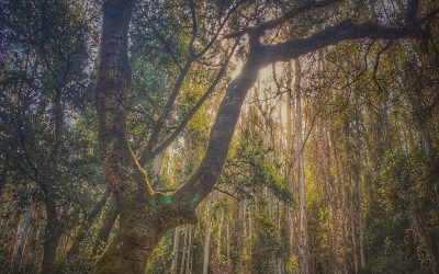 A Walk In The Woods ~ From Old Tunnel Road, Orinda