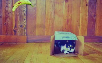 The Ninja and the Sun King