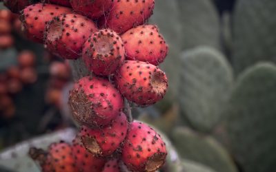 {gallery} New Year’s Day Cactii
