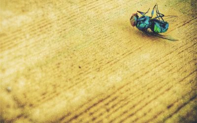 You Will Be Safe Here