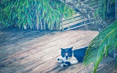 Monkey See, Monkey Do