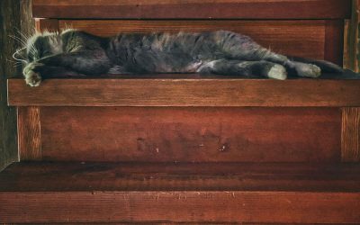 Napping On The Stairs