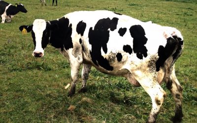 {nft} The Link To My NFT