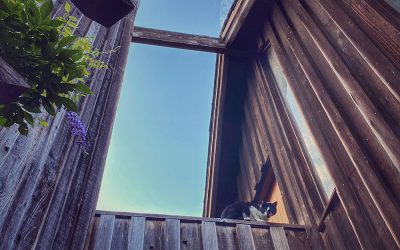 Triangulating Monkey