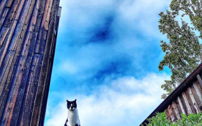 I’m not stuck, I just can’t get down