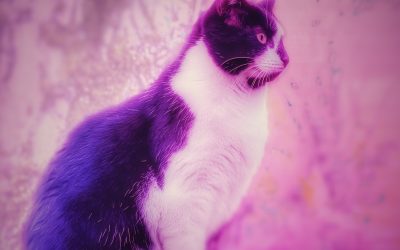 Angel On My Shoulder