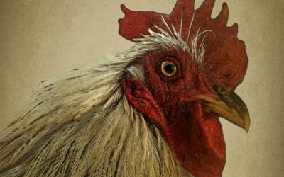 {podcast} What The Chicken Said About Being Eaten