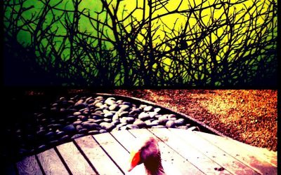 From the little farm in Tilden Park