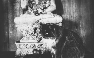 She Only Drinks Shrine Water