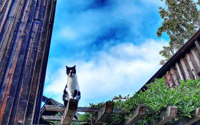 {wild bubble} Incoming: The Cats of Knickerbocker/Frisco