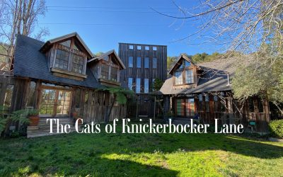 The Cats of Knickerbocker