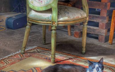 Monkey Finds The Sun