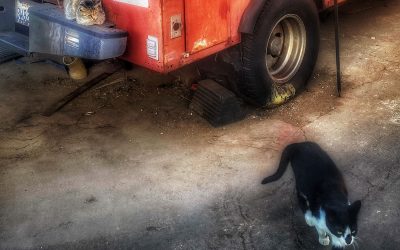 {wild bubble} Why are we supposed to not speak ill of the dead?