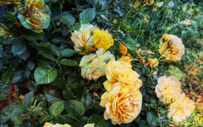 My Little Monsters Don’t Eat Them